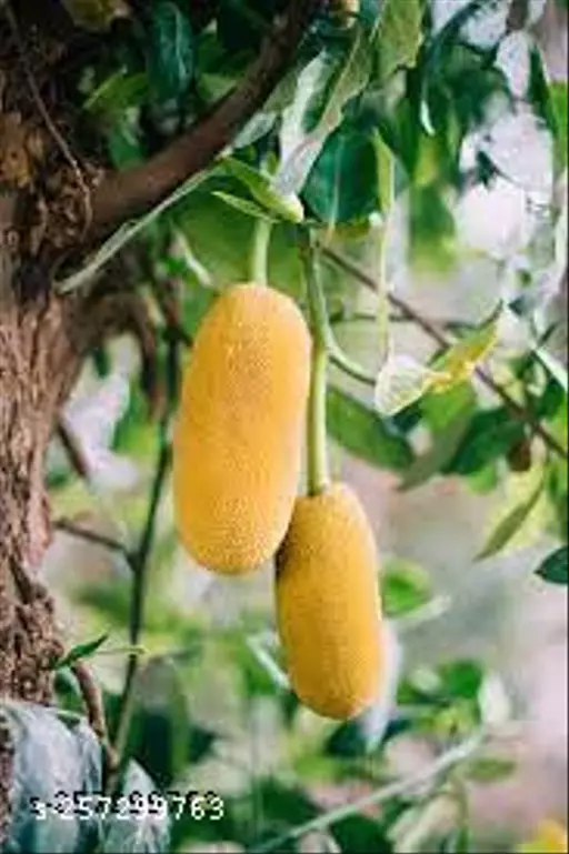 Yellow Jackfruit Plants